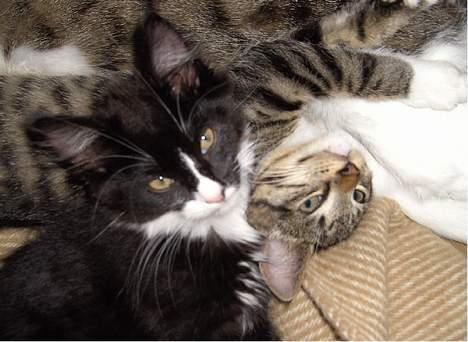 Blanding af racer Clare billede 9