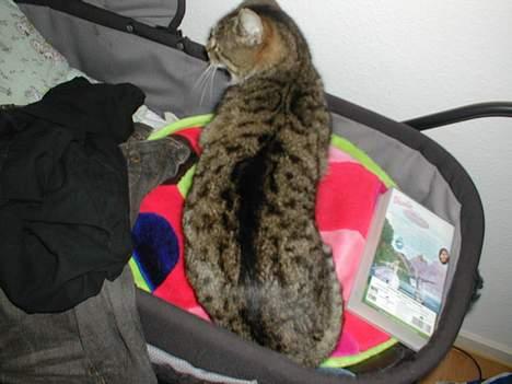 Huskat Smut *Prinsessen* - nej ikk ta billeder mens jeg er i barnevognen:) billede 4