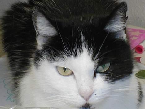 Huskat Snuller R.I.P. Død :'( billede 6