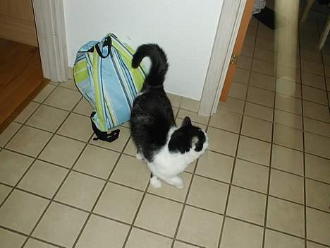 Huskat Snuller R.I.P. Død :'( billede 7