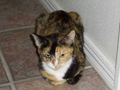 Huskat Pulle billede 1