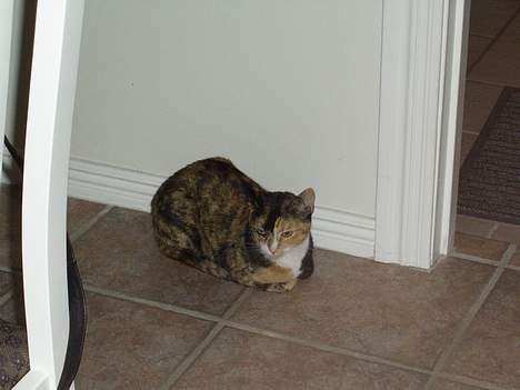 Huskat Pulle billede 2