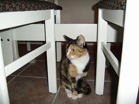 Huskat Pulle billede 3