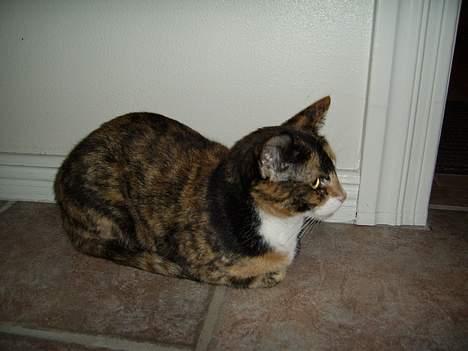 Huskat Pulle billede 4