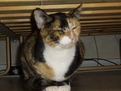 Huskat Pulle billede 5