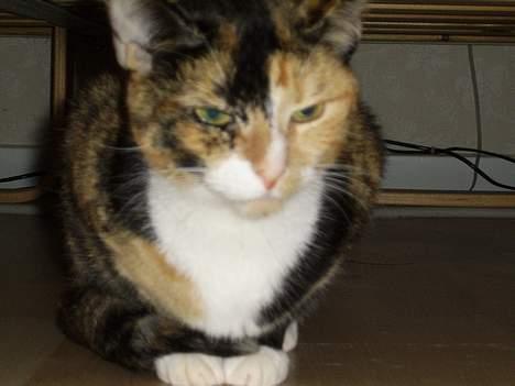 Huskat Pulle billede 6