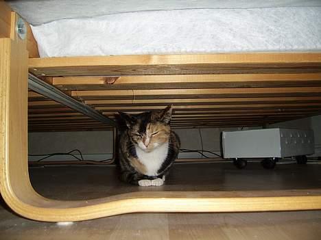 Huskat Pulle billede 7