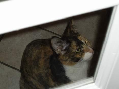 Huskat Pulle billede 8