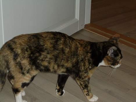 Huskat Pulle billede 9