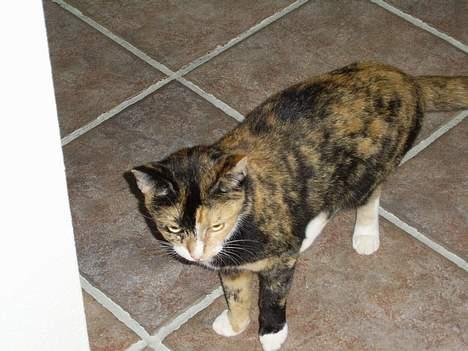 Huskat Pulle billede 10