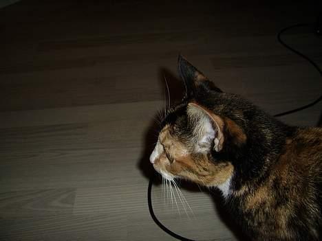 Huskat Pulle billede 11