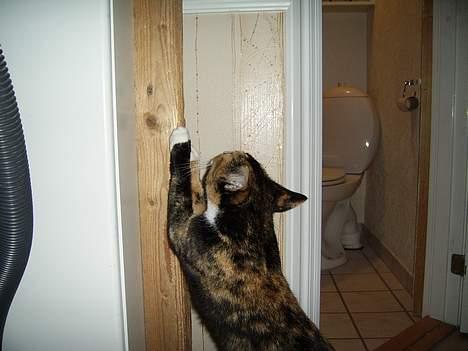 Huskat Pulle billede 12