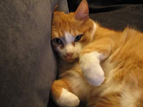 Blanding af racer Cæsar - Er jeg ikk bare dejlig...ss. billede 1