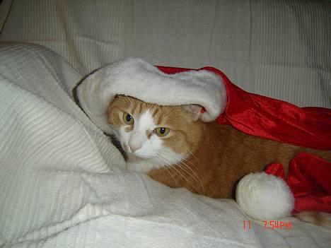 Blanding af racer Cæsar - ja ja julen varer jo lige til påske...mjav billede 2