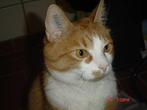 Blanding af racer Cæsar - hvad er det lige jeg kan se...?? billede 3