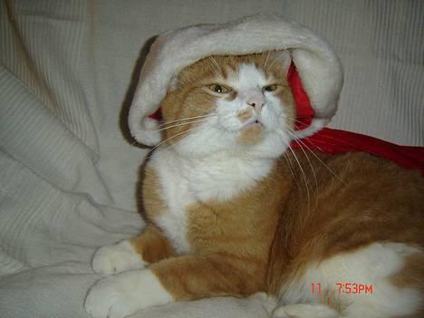 Blanding af racer Cæsar - uhmmm...jeg kan lugte noget..... billede 4