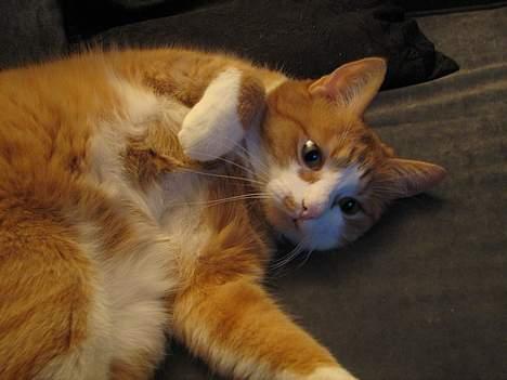 Blanding af racer Cæsar - nu vil jeg gerne nusses billede 5