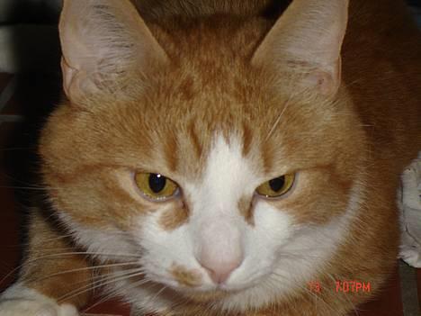 Blanding af racer Cæsar - nær billede...hm....flot fyr ik?? billede 6