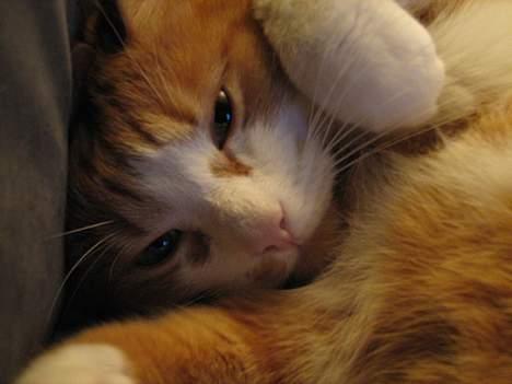 Blanding af racer Cæsar - nus mig.... billede 7