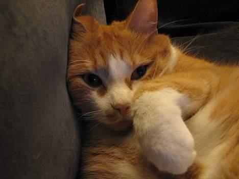 Blanding af racer Cæsar - Mister Nice billede 8