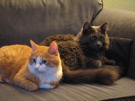 Blanding af racer Cæsar billede 9