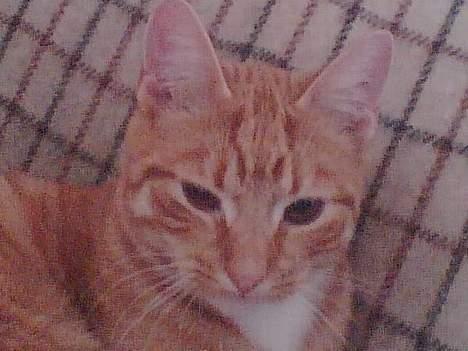 Huskat Mikkel (musse) aflivet  billede 6