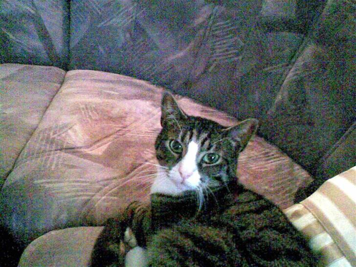 Huskat Lillebror (basse) billede 6