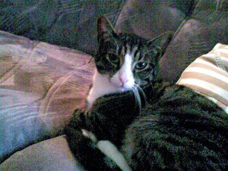 Huskat Lillebror (basse) billede 7