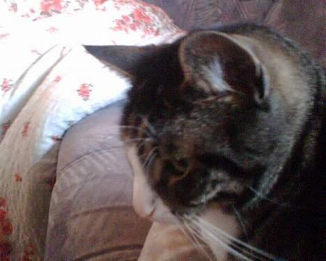 Huskat Lillebror (basse) billede 8