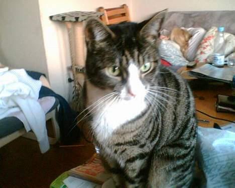 Huskat Lillebror (basse) billede 9