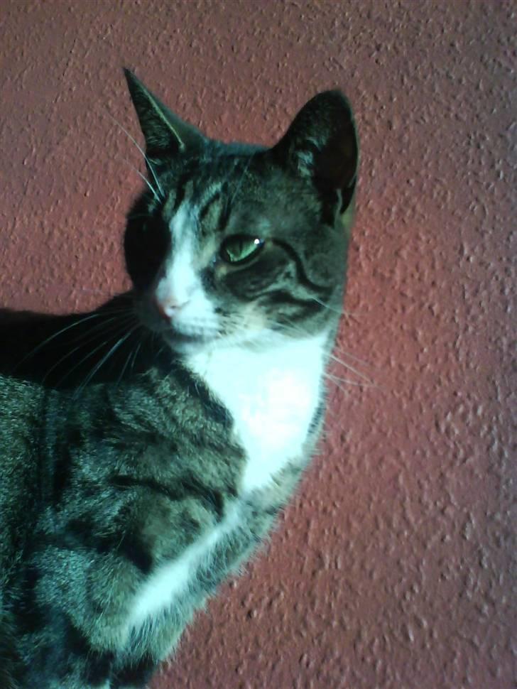 Huskat Lillebror (basse) billede 10