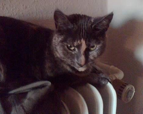 Huskat Frederikke død billede 6