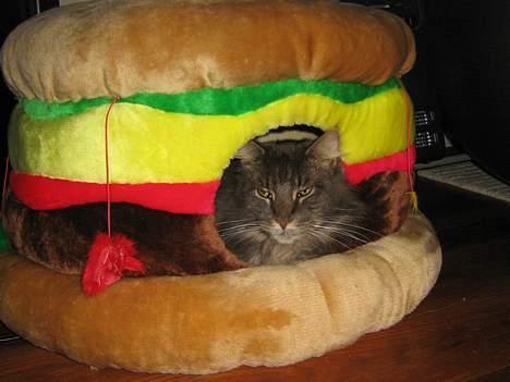 Maine Coon Mao - Mmm dejlig burger jeg har. billede 10
