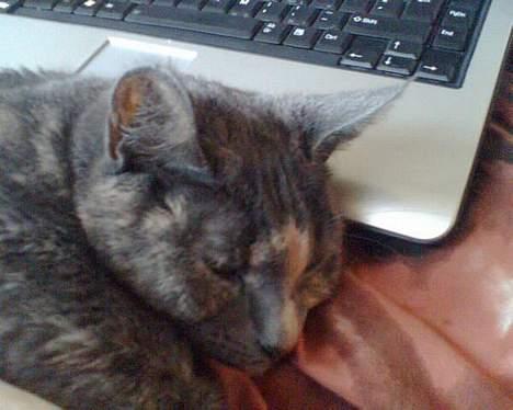 Huskat Frederikke død billede 7