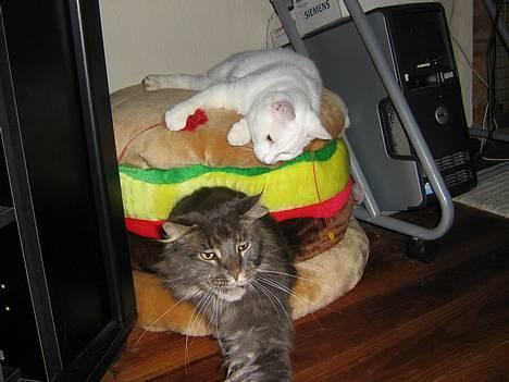 Maine Coon Mao - NU opgiver jeg at sove her... Den dumme dumme killing, er for meget. billede 11