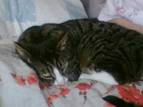 Huskat Lillebror (basse) billede 11