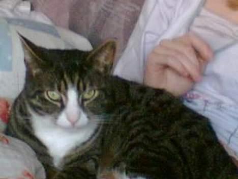 Huskat Lillebror (basse) billede 12