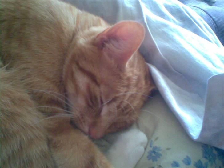 Huskat Mikkel (musse) aflivet  billede 7