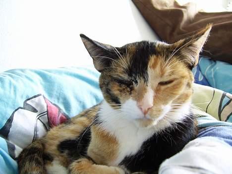 Huskat Pulle billede 13