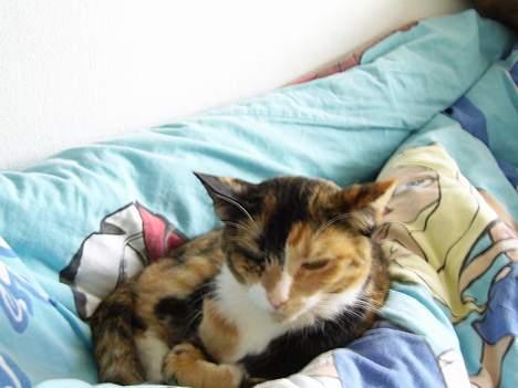 Huskat Pulle billede 14