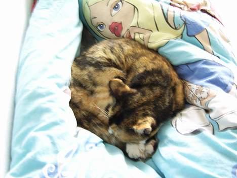 Huskat Pulle billede 15