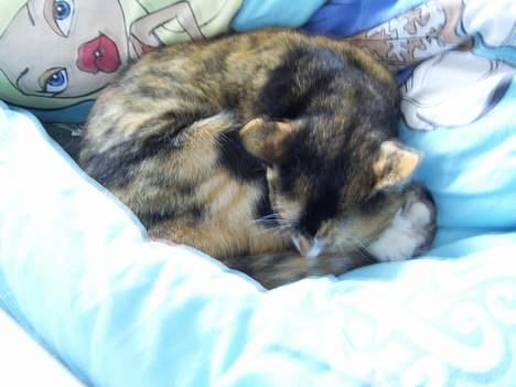 Huskat Pulle billede 16