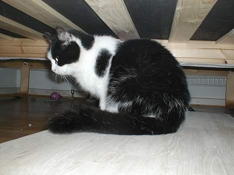 Huskat Snuller R.I.P. Død :'( billede 8