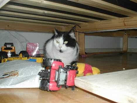 Huskat Snuller R.I.P. Død :'( billede 9