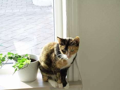 Huskat Pulle billede 17