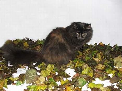 Norsk Skovkat DK Missies Papaya *SALG* - Så er efteråret kommet ind i stuen ;-)) billede 14