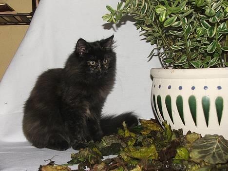 Norsk Skovkat DK Missies Papaya *SALG* - Hmmm de der blade er sq da mærkelige billede 15