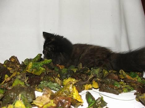 Norsk Skovkat DK Missies Papaya *SALG* - Men iiiiiiiiiiiiiiihhhhhhhhhhhhhh hvor er de sjove at lege i *GGGGGGG* billede 16