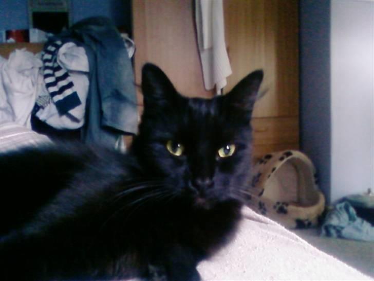 Blanding af racer Honey RIP. <3 billede 1