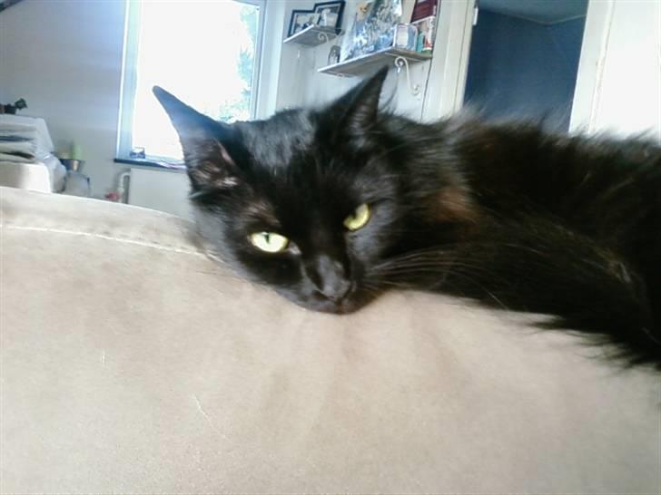 Blanding af racer Honey RIP. <3 billede 2